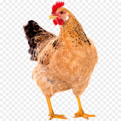 Hen, Poultry, Domesticated Bird, Egg-laying, Chicken, Farm Animal, Feathered, Broiler Hen, Layer Hen, Rooster, Henhouse, Poultry Farming, Hen Behavior, Hen Diet, Hen Nesting, Hen Clucking, Hen Feathers, Hen Cackling, Hen Roosting, Hen Molting, Hen Brooding, Hen Chickens, Hen Eggs, Hen Coop, Hen Health, Hen Breeds, Hen Care.