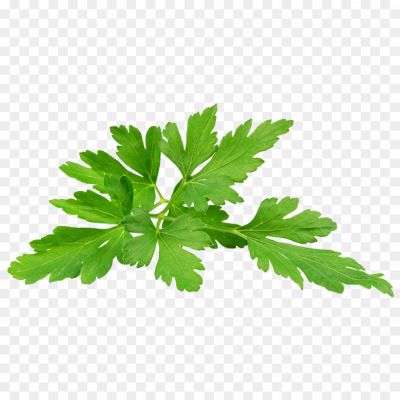 Herbs-PNG-Images-HD-Pngsource-H3H2MUHN.png