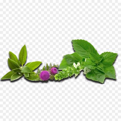 Herbs Transparent Free PNG - Pngsource