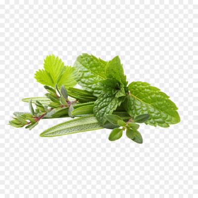 Herbs-Transparent-Image-Pngsource-6QQHBJB4.png