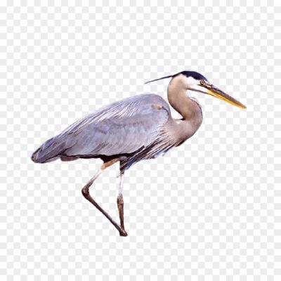 Herons-Background-PNG.png
