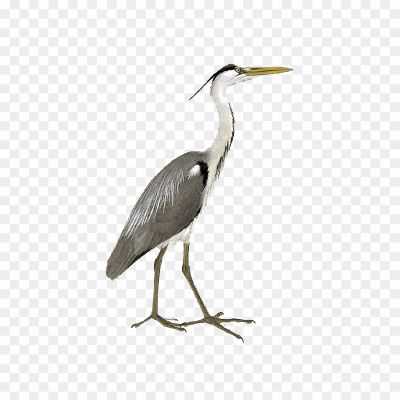 Herons-PNG-Clipart-Background.png