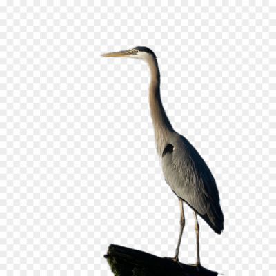 Herons-Transparent-Images.png PNG Images Icons and Vector Files - pngsource