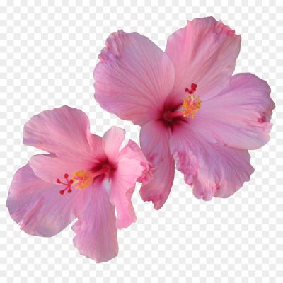 Hibiscus-PNG-Free-Download-VY56LBWE.png