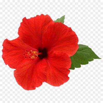 Hibiscus-PNG-Picture-OITGG9TE.png