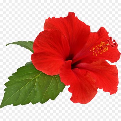 Hibiscus-Transparent-PNG-BUSZRWT7.png PNG Images Icons and Vector Files - pngsource