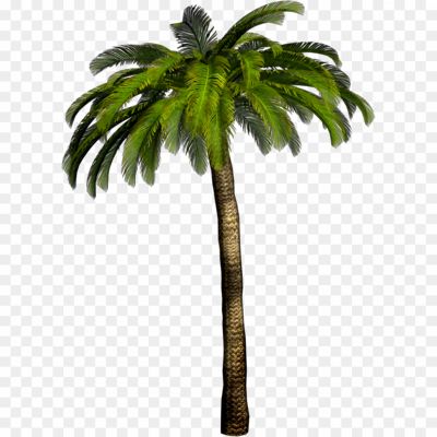 High-Palm-Tree-Free-PNG-5NLKYDB0.png