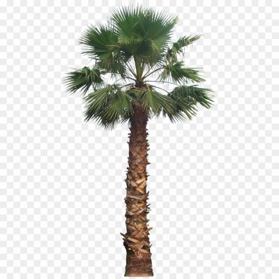 High-Palm-Tree-PNG-Background-3A1FWYPY.png