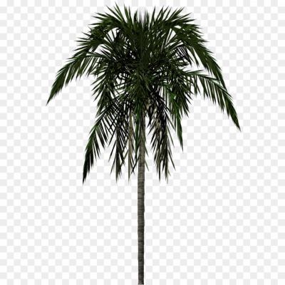 High-Palm-Tree-PNG-Clipart-Background-H5XD3KUL.png