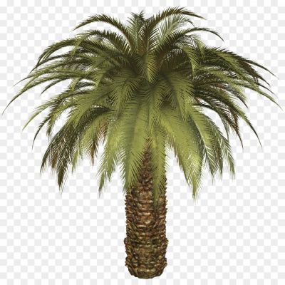 High-Palm-Tree-PNG-Free-File-Download-ERDOUKCX.png