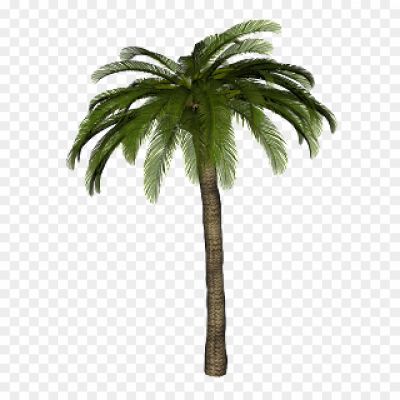 High-Palm-Tree-PNG-Photos-7XG7LHIE.png