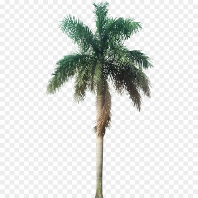 High-Palm-Tree-Transparent-Free-PNG-39C19IGE.png