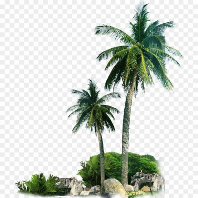 High-Palm-Tree-Transparent-Image-9SOM6RT4.png