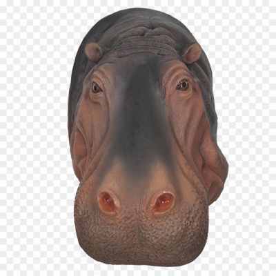 Hippo-Transparent-Free-PNG-3KNG4YV1.png
