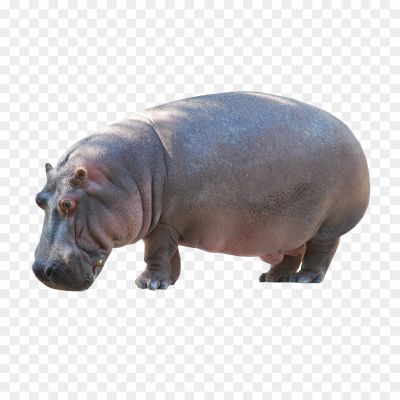 Hippopotamus-Standing-PNG-Clipart-Background-KOBFJYH3.png