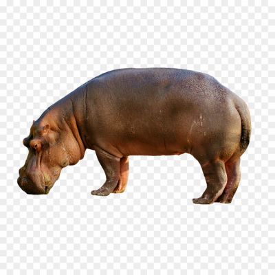 Hippopotamus-Standing-PNG-HD-Quality-BTMKKV77.png PNG Images Icons and Vector Files - pngsource