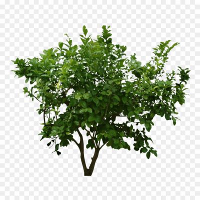 Holly Bush, Evergreen Plant, Holly Genus (Ilex), Shrub, Foliage, Berries, Christmas Decoration, Festive Plant, Ornamental Plant, Holly Leaves, Holly Berries, Holly Family (Aquifoliaceae), Landscaping, Garden Plant, Prickly Leaves