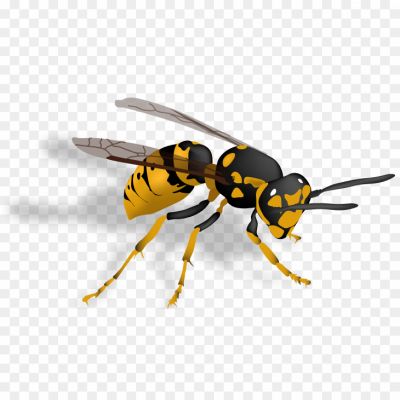 Hornet-Insect-Download-Free-PNG-MOGZOQ6H.png