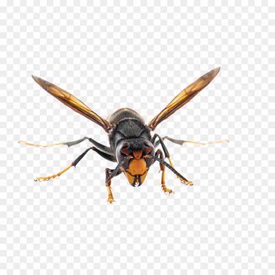 Hornet-Insect-PNG-Photos-I4QKSP61.png