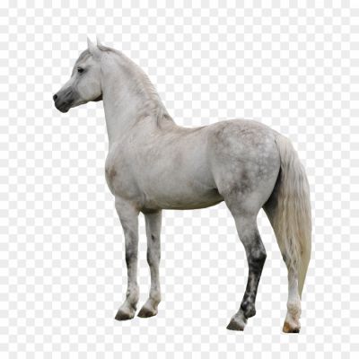Equine, Mammal, Hoofed, Domesticated, Herbivore, Powerful, Graceful, Gallop, Mane, Tail, Saddle, Bridle, Trot, Canter, Racing, Equestrian, Domestication, Ranch, Breed, Stallion, Mare, Foal.