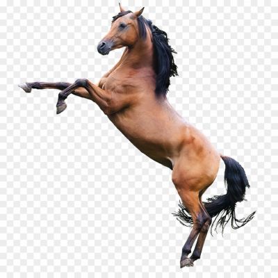 Horse-PNG-Photo-Image-YMLQL9VE.png