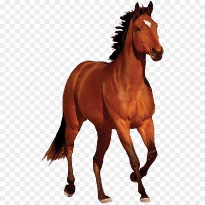 Equine, Mammal, Hoofed, Domesticated, Herbivore, Powerful, Graceful, Gallop, Mane, Tail, Saddle, Bridle, Trot, Canter, Racing, Equestrian, Domestication, Ranch, Breed, Stallion, Mare, Foal.