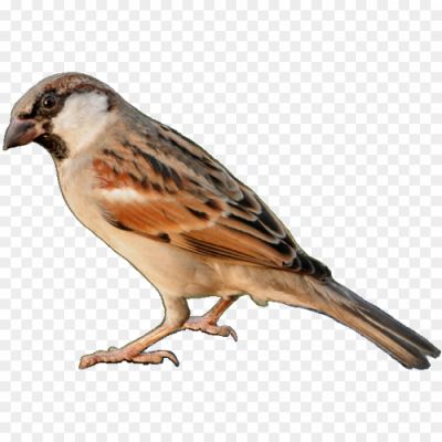 House-Sparrow-No-Background.png