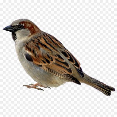 House-Sparrow-PNG-Background.png