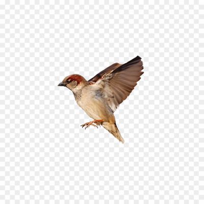 House-Sparrow-PNG-Clipart-Background.png