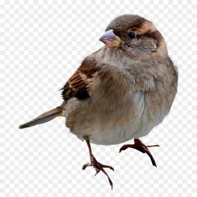 House-Sparrow-PNG-Pic-Background.png