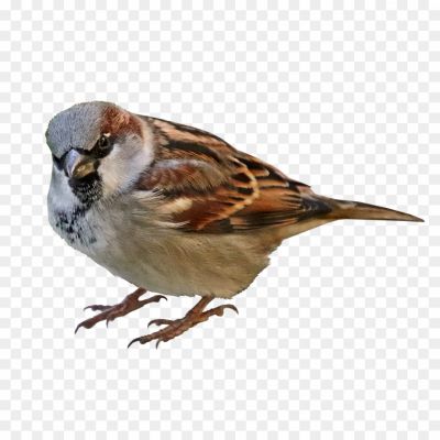 House-Sparrow-Transparent-File.png