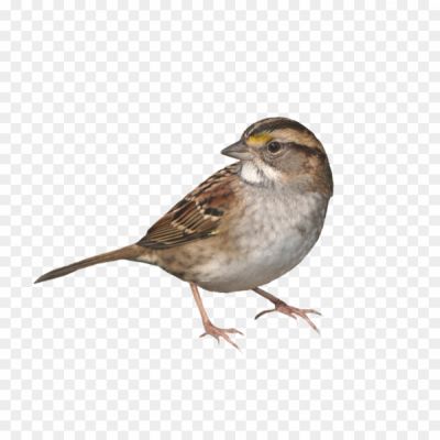 House-Sparrow-Transparent-Free-PNG.png