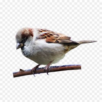 House-Sparrow-Transparent-PNG.png