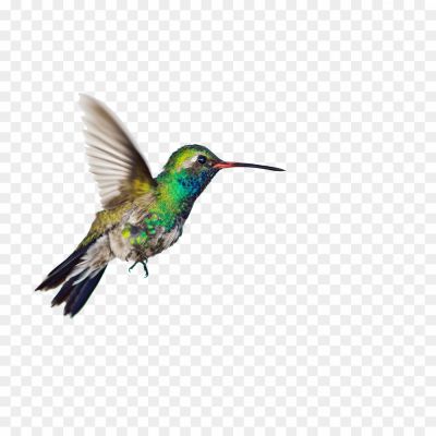 Hummingbird-Background-PNG-Image.png