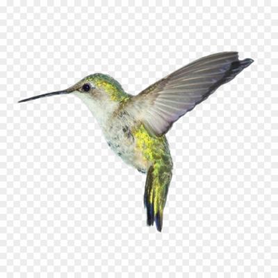 Hummingbird-PNG-Clipart-Background.png