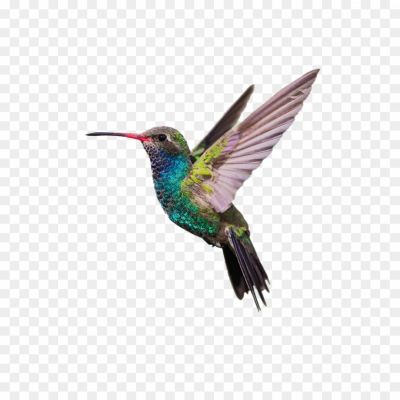 Hummingbird-PNG-HD-Quality.png