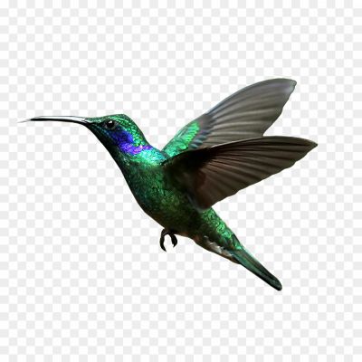 Hummingbird-PNG-Images-HD.png