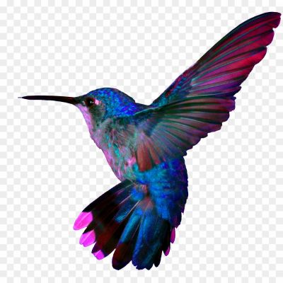 Hummingbird-Tattoos-Background-PNG-Image.png