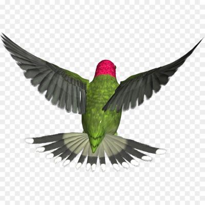 Hummingbird-Tattoos-PNG-Clipart-Background.png PNG Images Icons and Vector Files - pngsource
