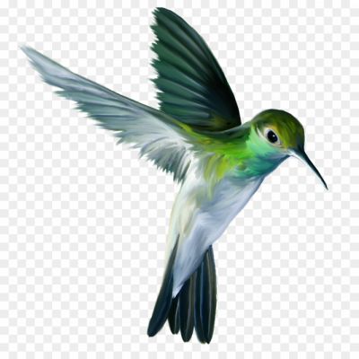 Hummingbird-Tattoos-PNG-Photos.png