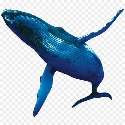 Humpback-Whale-No-Background-X1MOY3JO.png