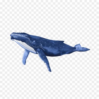 Humpback-Whale-PNG-Images-HD-7L55EMIL.png