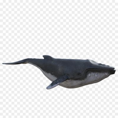 Humpback-Whale-PNG-Photo-Image-B1R89Z5N.png