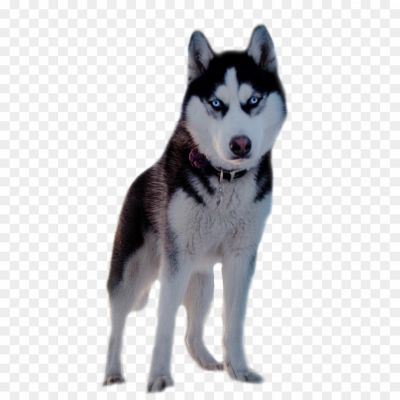 Husky-Transparent-Free-PNG-Clip-Art-PXGUTLQF.png PNG Images Icons and Vector Files - pngsource