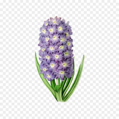 Flower, Spring, Fragrance, Bulb, Purple, Blue, Garden, Hyacinth Flower, Blooms, Petals, Fragrance, Ornamental, Perennial, Plant, Floral, Bulbous, Hyacinthus, Beauty.