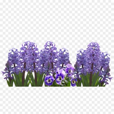 Flower, Spring, Fragrance, Bulb, Purple, Blue, Garden, Hyacinth Flower, Blooms, Petals, Fragrance, Ornamental, Perennial, Plant, Floral, Bulbous, Hyacinthus, Beauty.