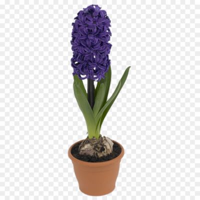 Hyacinth-PNG-Photos-6R20T8BW.png
