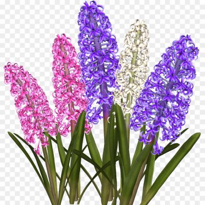 Hyacinth-PNG-Transparent-8B6YB3ZS.png