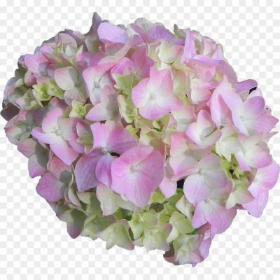 Hydrangea-Flower-PNG-File-AN9DTKG4.png
