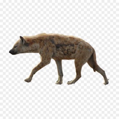 Hyena-No-Background-T2LKSQUZ.png PNG Images Icons and Vector Files - pngsource